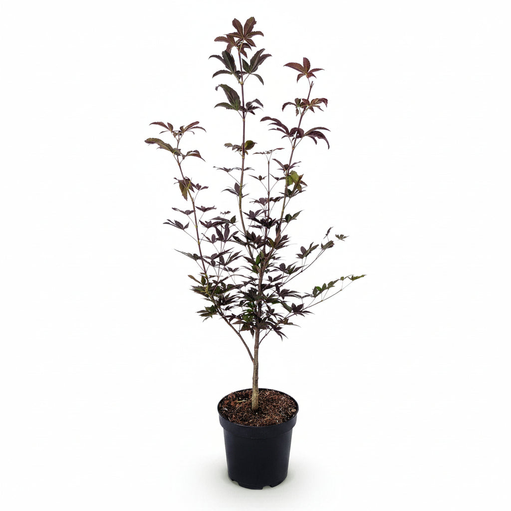 Acer palmatum &