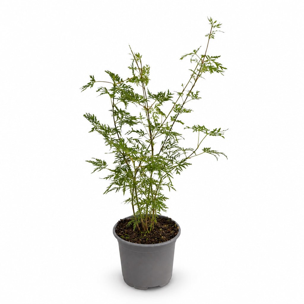 Acer palmatum &