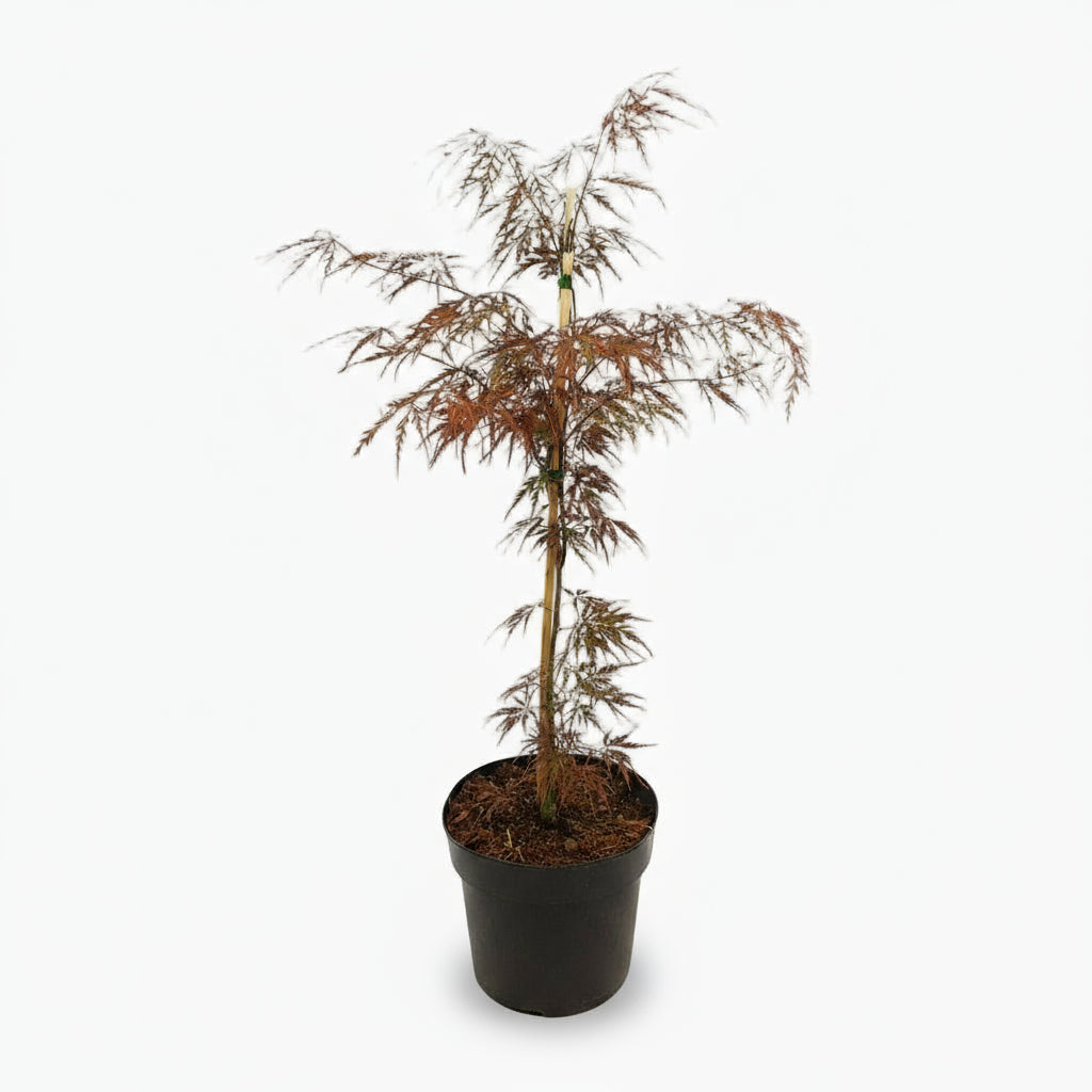 Acer palmatum ‘Garnet’ – Arce japonés rojo – D19 x A40 cm - Verdeia - 1
