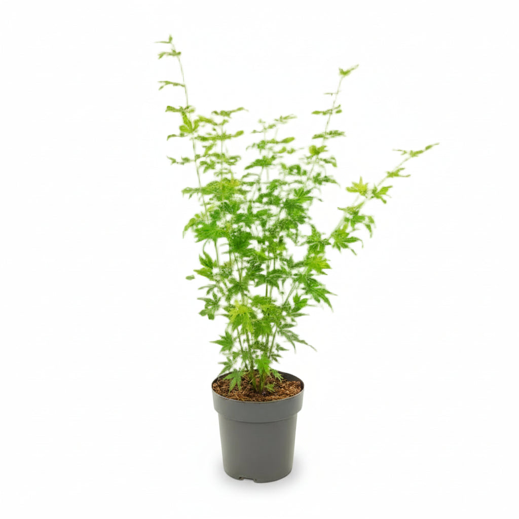 Acer palmatum ‘Going Green’ – Arce japonés verde – D19 x A50 cm - Verdeia - 1