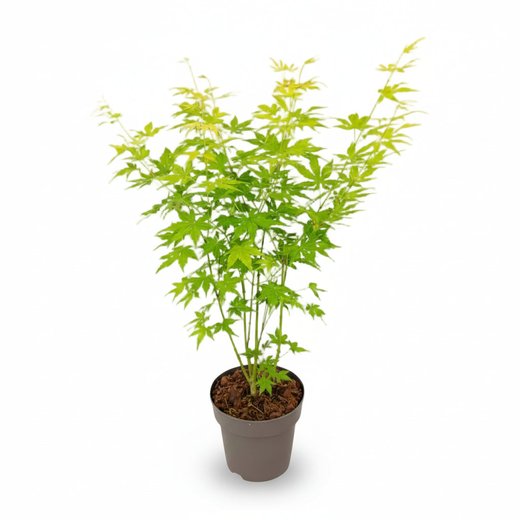 Acer palmatum Going Green (Arce japonés verde) - Verdeia - 1