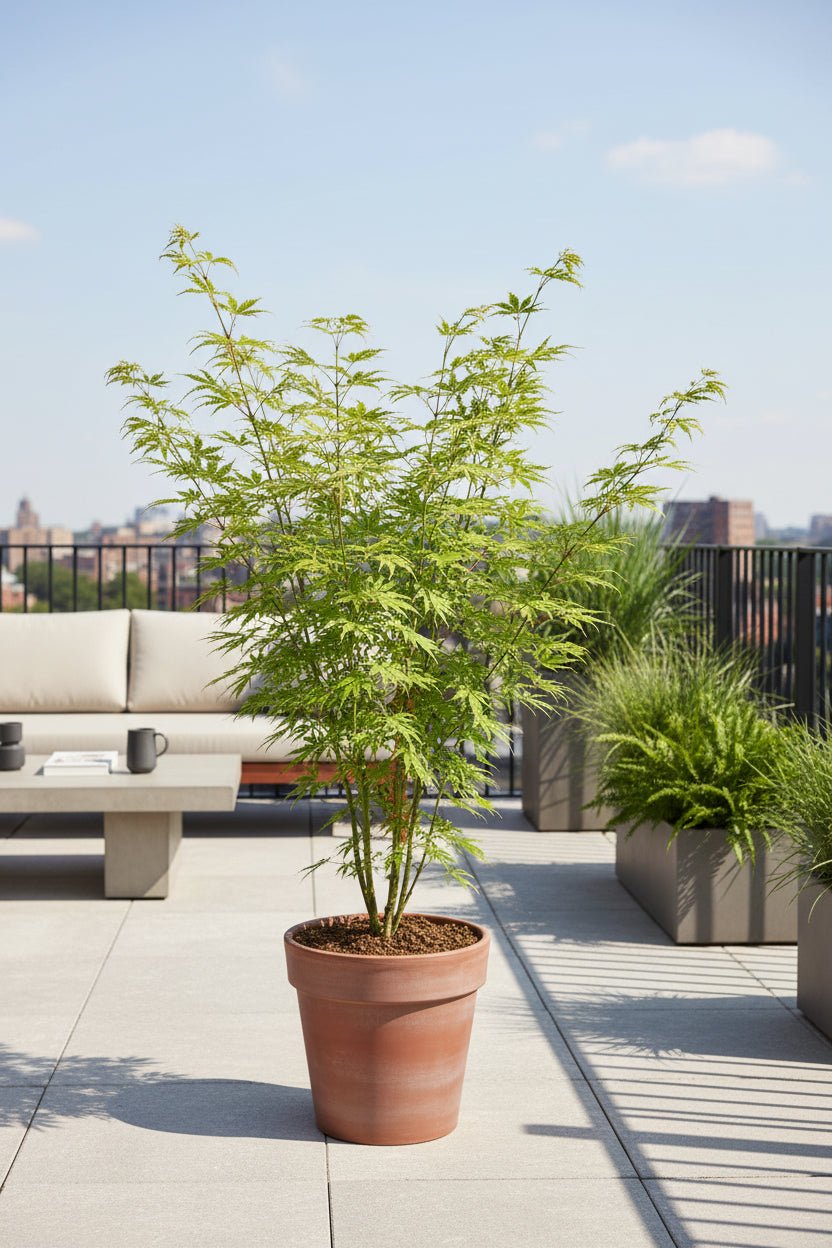 Acer palmatum Going Green (Érable du Japon vert) - Verdeia - 4