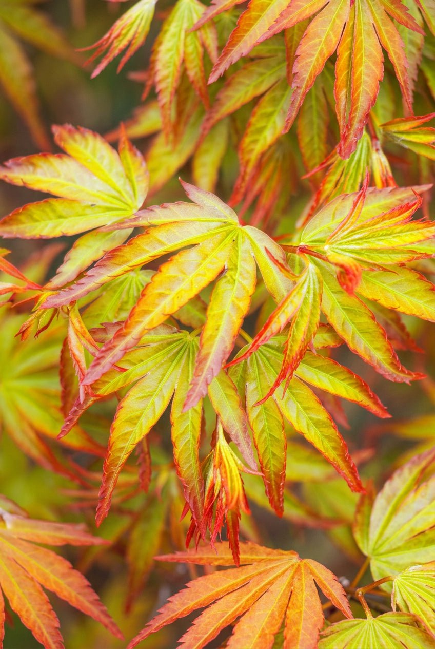 Acer palmatum &