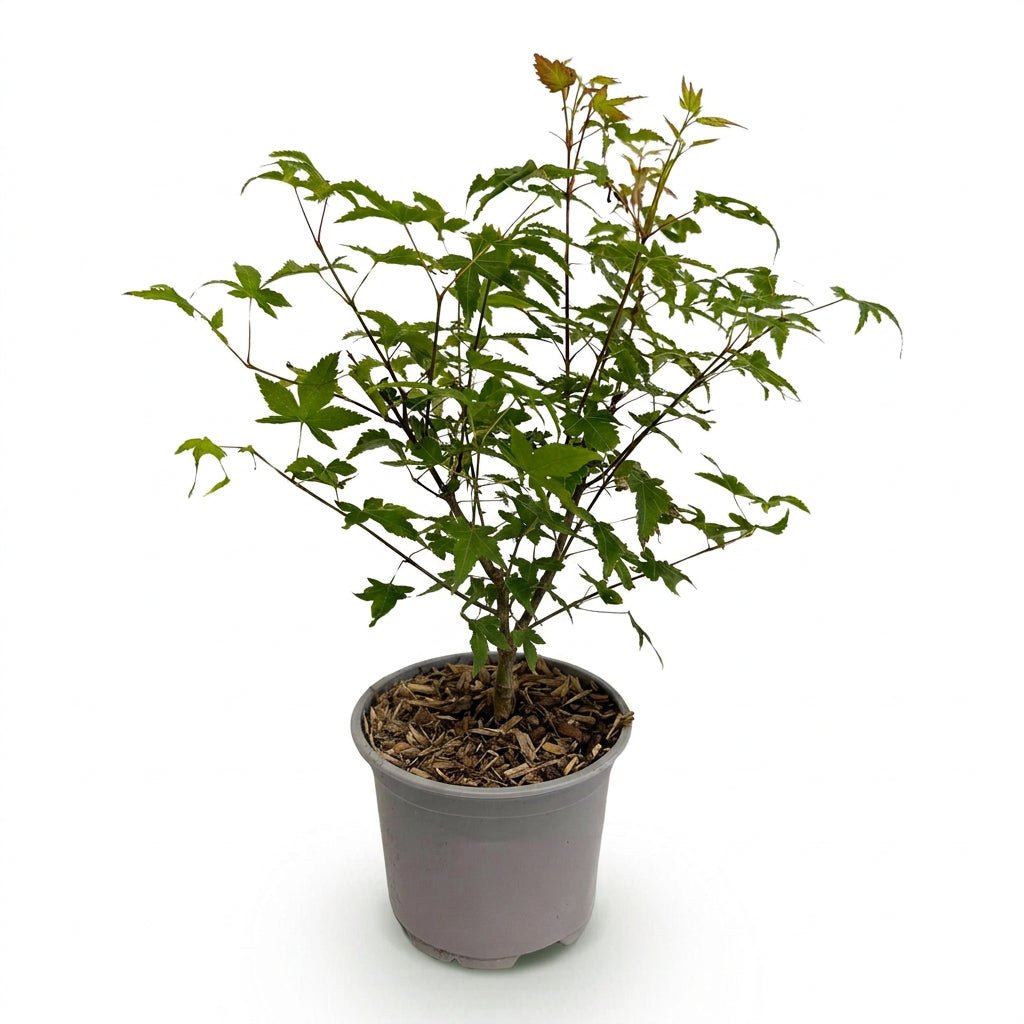 Acer palmatum &