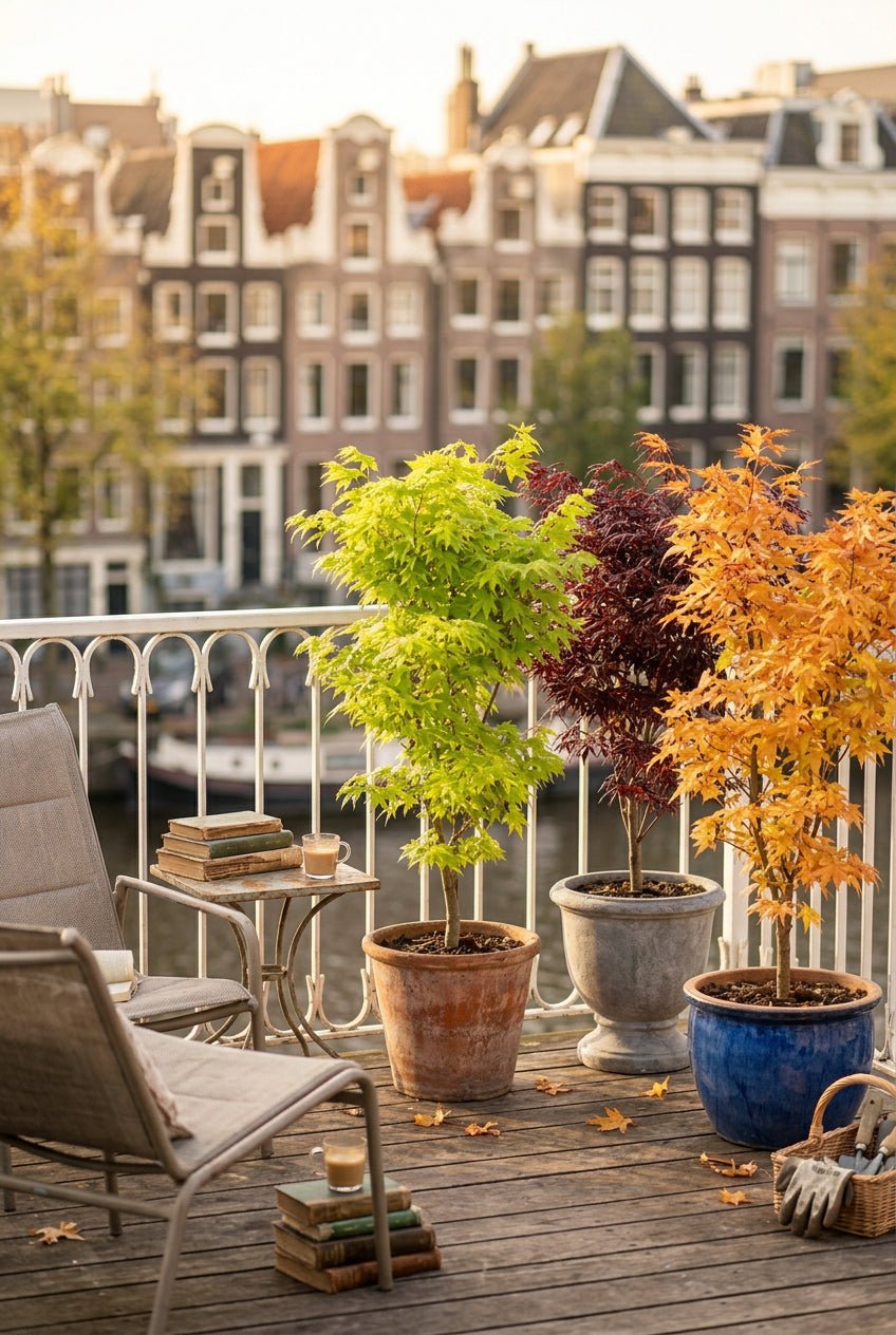 Acer palmatum lot de 3 (Érables du Japon orange, vert et rouge) — H35 cm | Pot Ø12 cm - Verdeia - 5