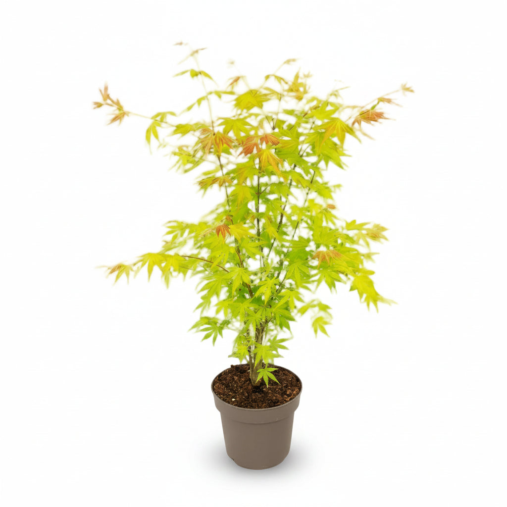 Acer palmatum Orange Dream (Auró japonès daurat) al seu test de cultiu sobre fons blanc