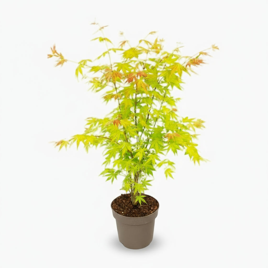 Acer palmatum ‘Orange Dream’ – Arce japonés dorado – D19 x A50 cm - Verdeia - 1