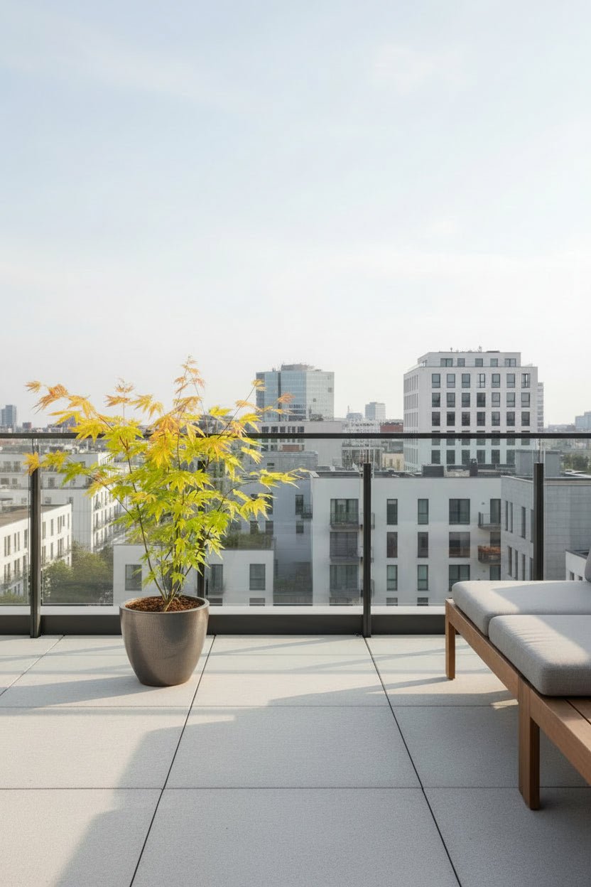 Acer palmatum Orange Dream (Érable du Japon doré) - Verdeia - 6