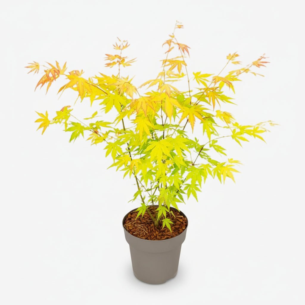 Acer palmatum Orange Dream (Érable du Japon doré) - Verdeia - 1