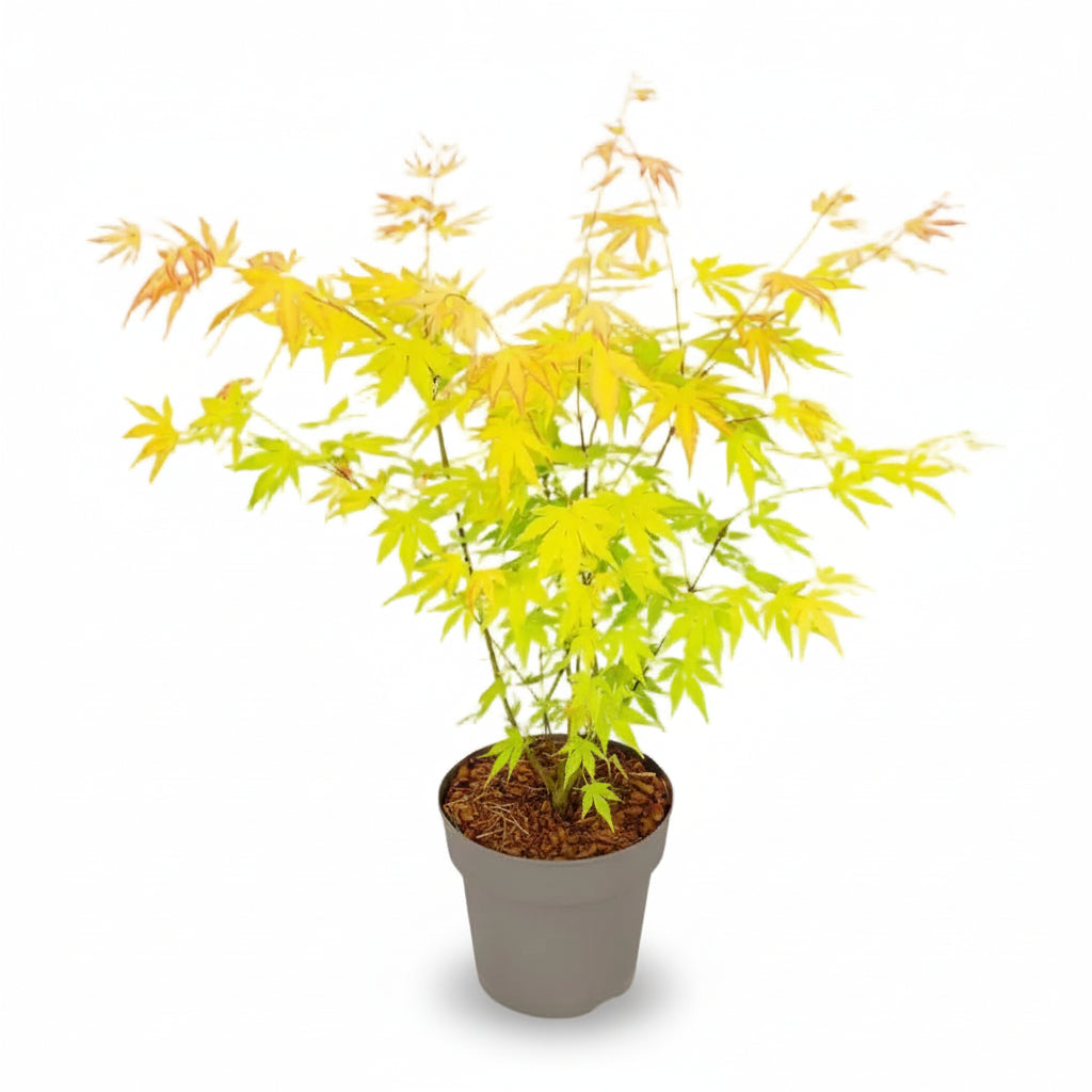 Acer palmatum Orange Dream (Gylden Japansk Ahorn) - Verdeia - 1
