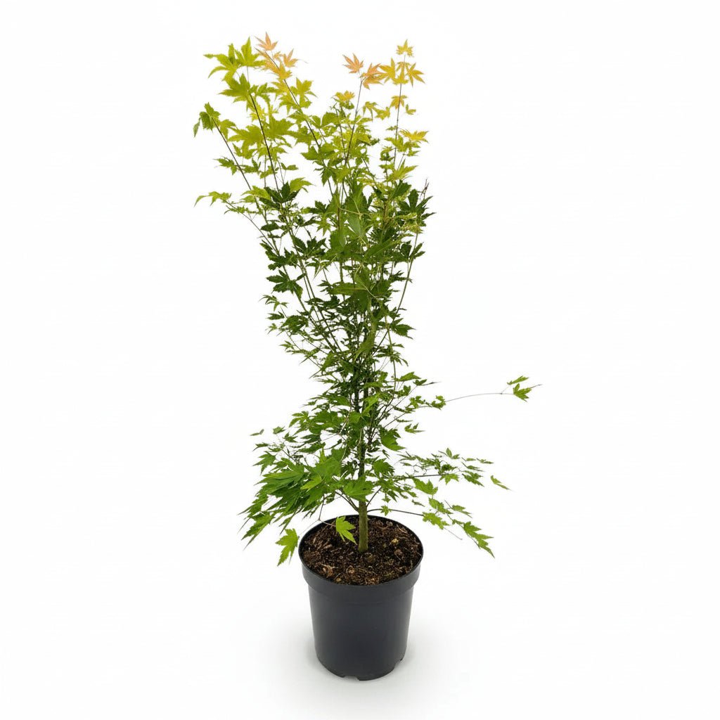 Acer palmatum Orange Dream (Auró japonès daurat) - Verdeia - 7