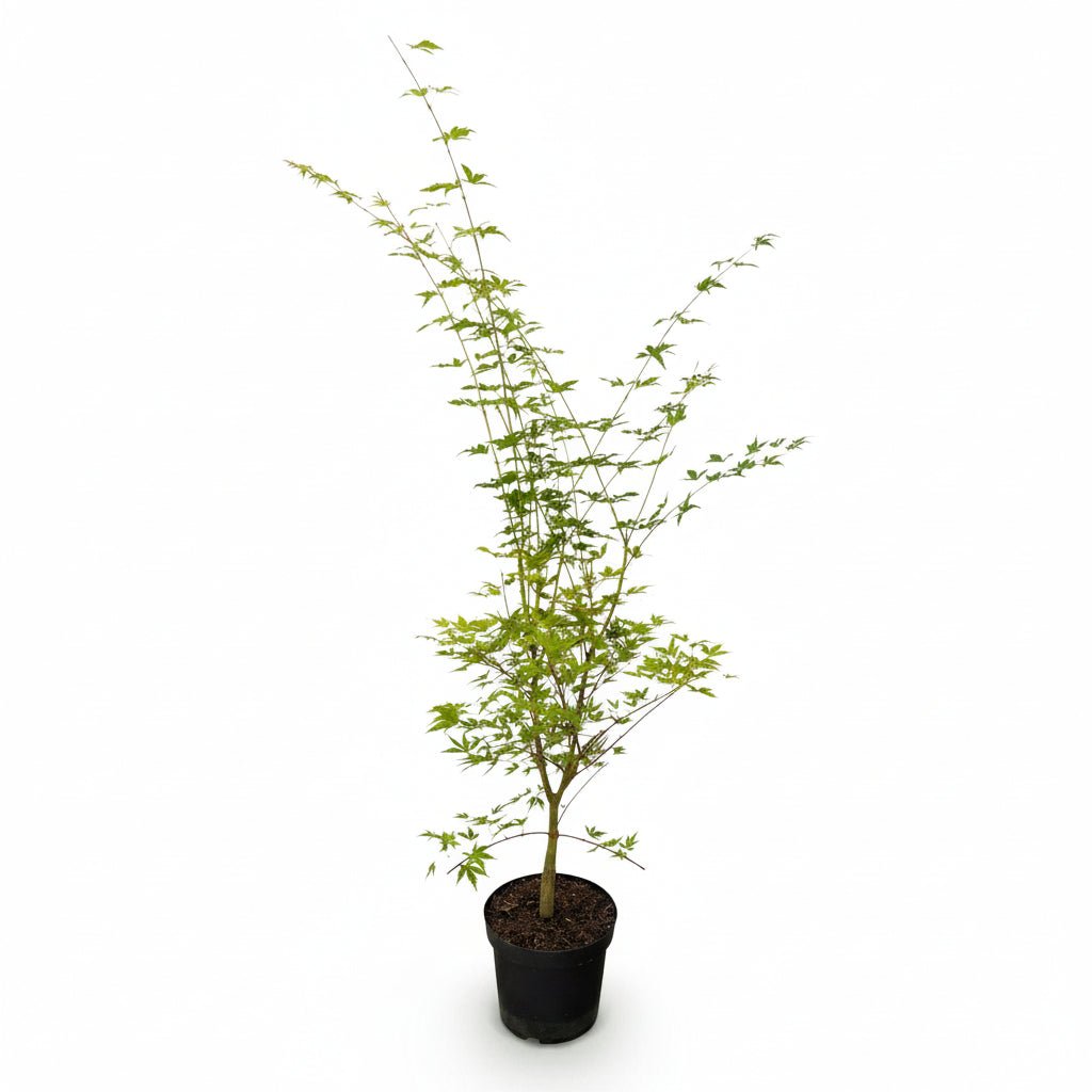 Acer palmatum &