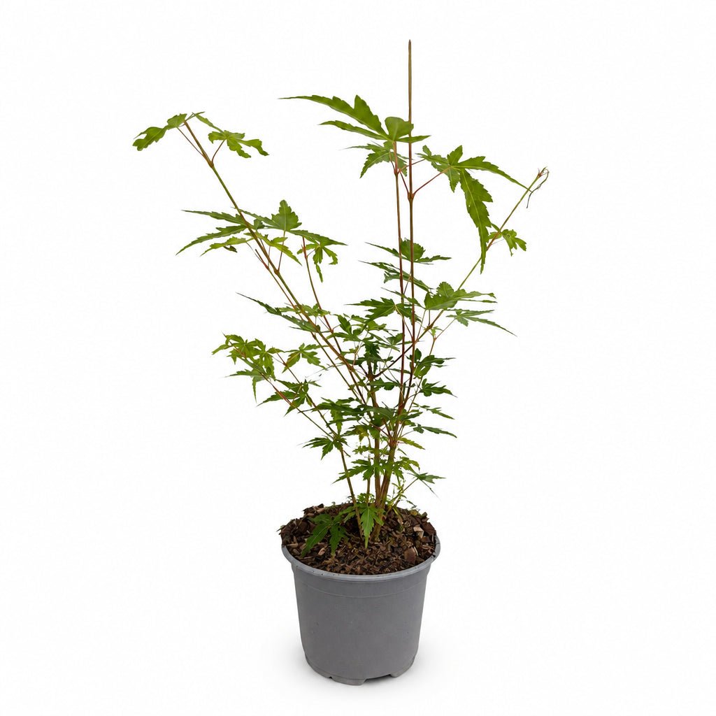 Acer palmatum &