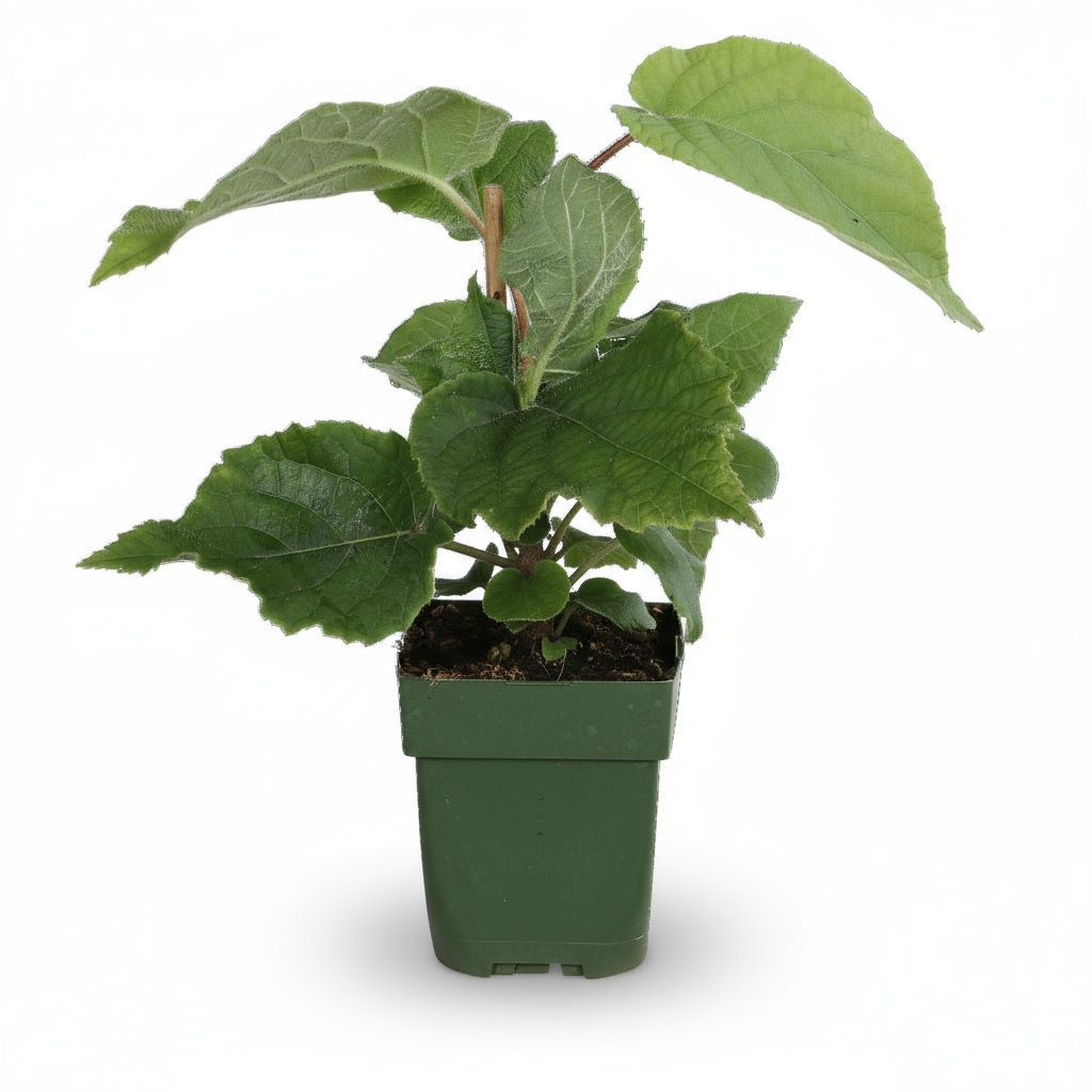 Actinidia deliciosa &