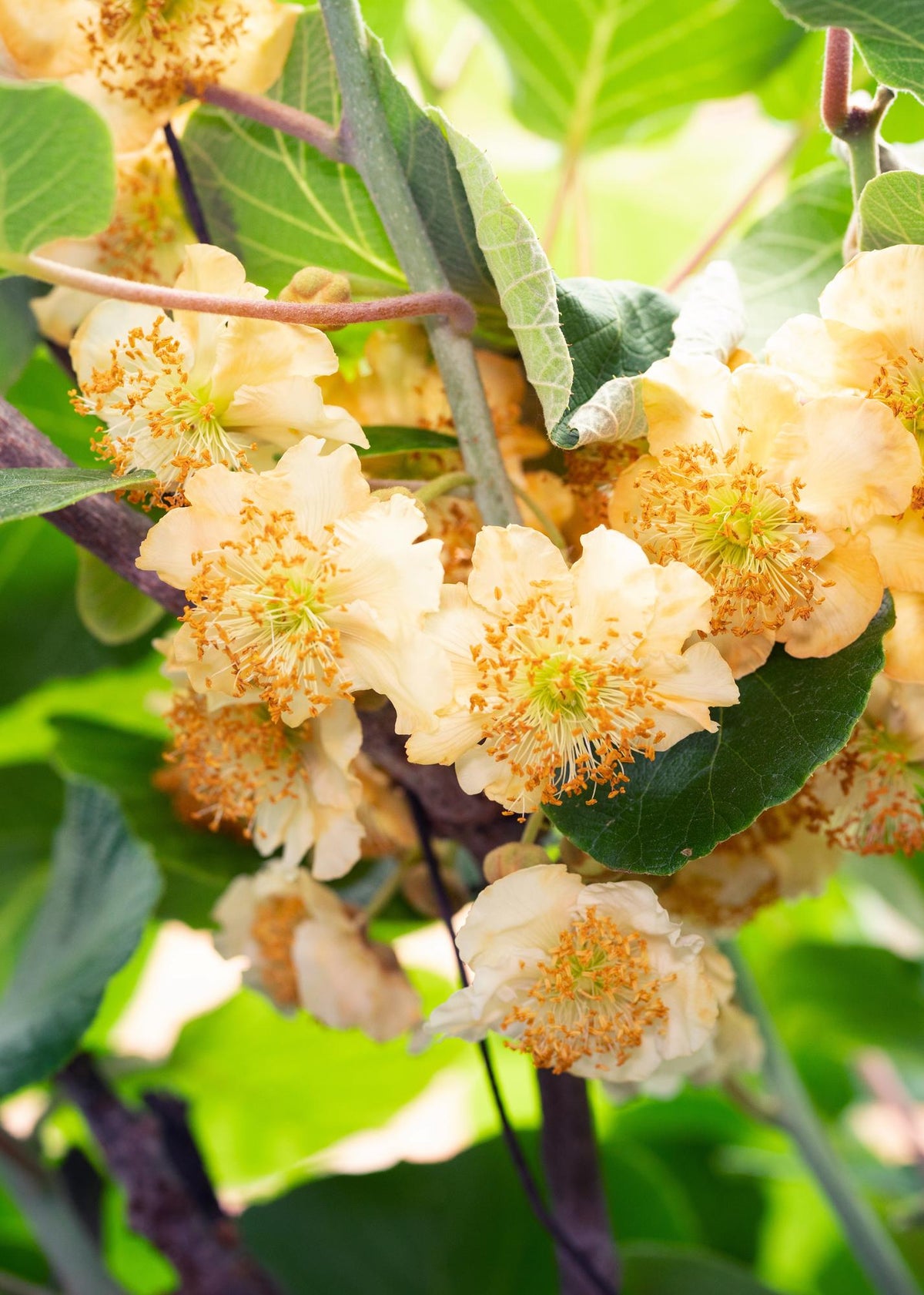 Actinidia deliciosa &
