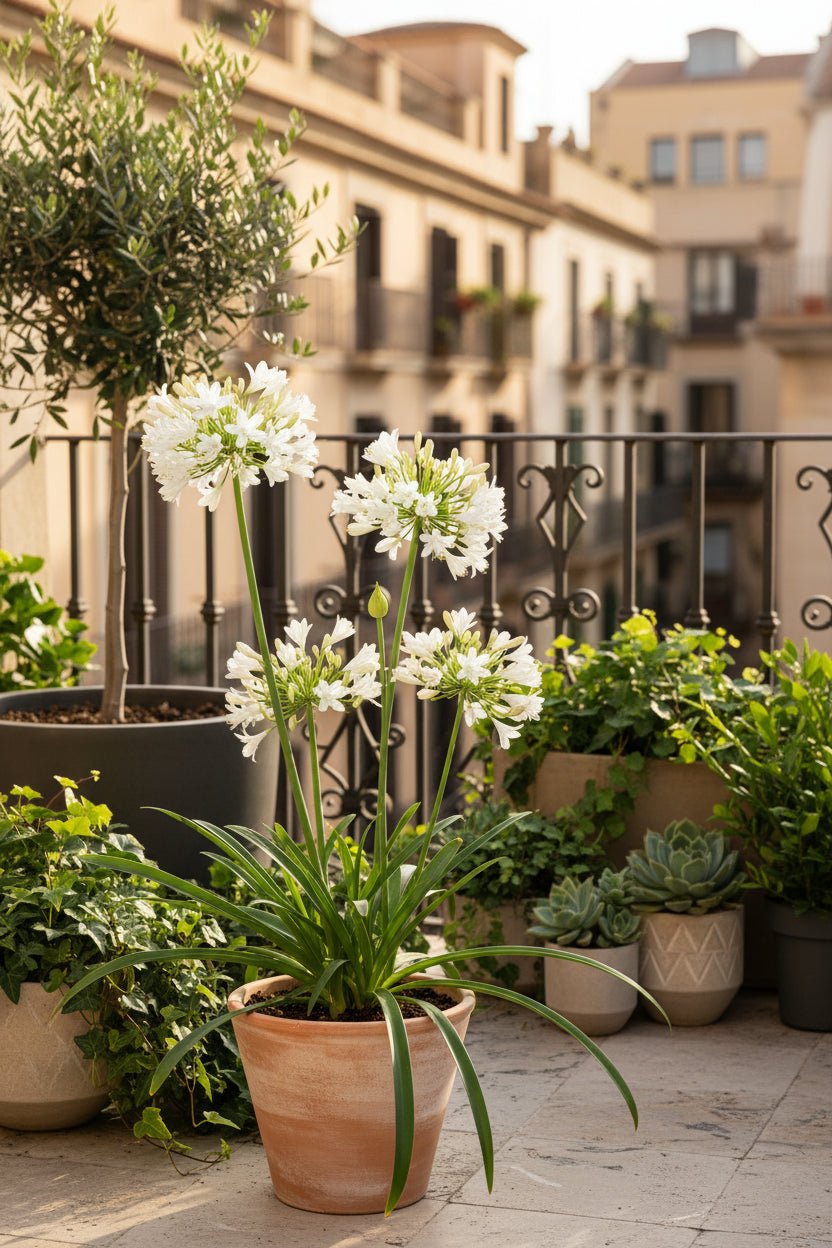 Agapanthus &