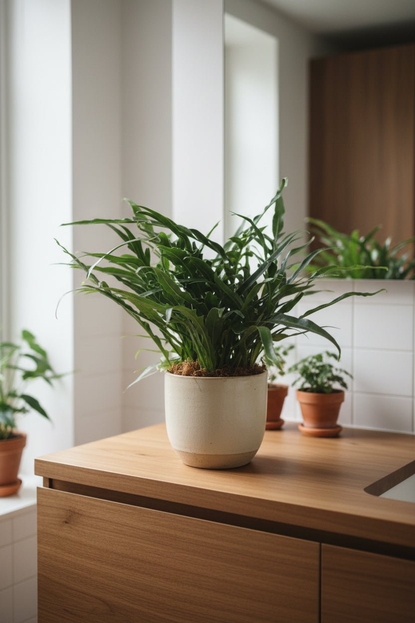 Aglaomorpha Coronans — Helecho epífito - Verdeia - 3