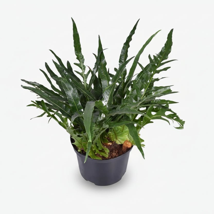 Aglaomorpha Coronans — Helecho epífito - Verdeia - 6