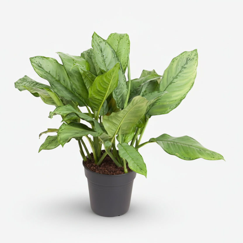 Aglaonema B.J. Freedman — Ø24 cm — H70 cm - Verdeia - 1
