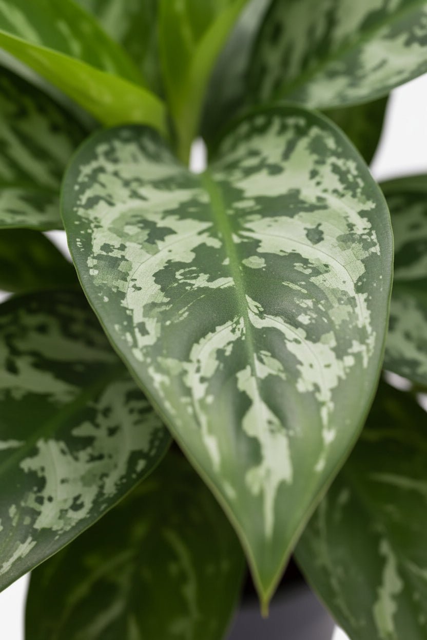 Aglaonema Green Lady — Planta china — Ø17 cm — H60 cm - Verdeia - 2