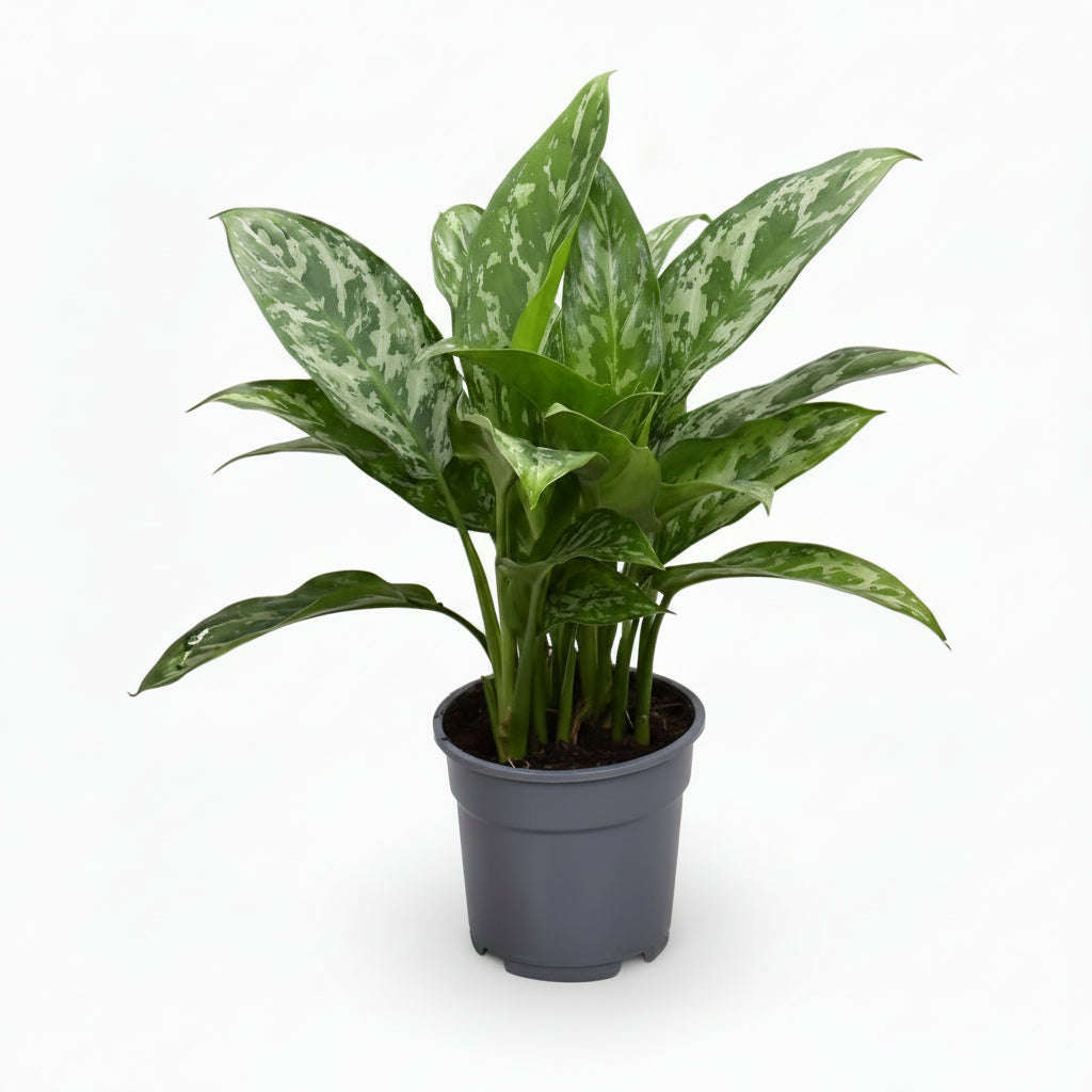 Aglaonema Green Lady — Planta china en su maceta gris sobre fondo blanco