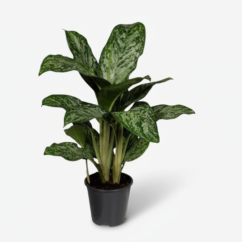 Aglaonema Greenlight — Ø17 cm — H60 cm - Verdeia - 1
