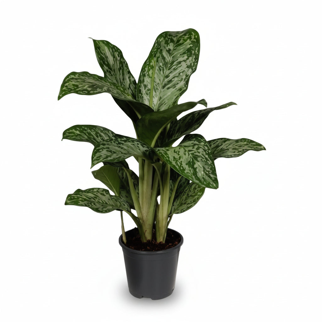 Aglaonema Greenlight — Ø17 cm — H60 cm - Verdeia - 1