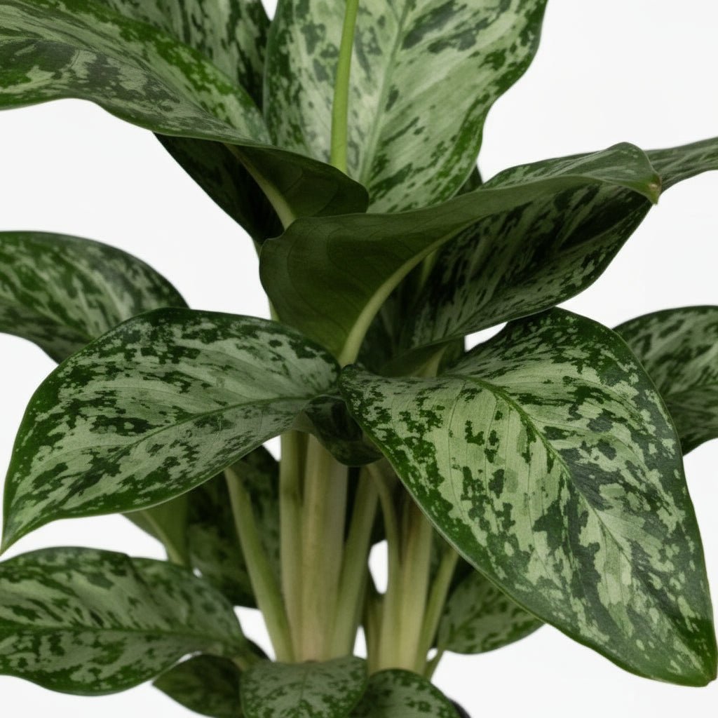 Aglaonema Greenlight — Ø17 cm — H60 cm - Verdeia - 2