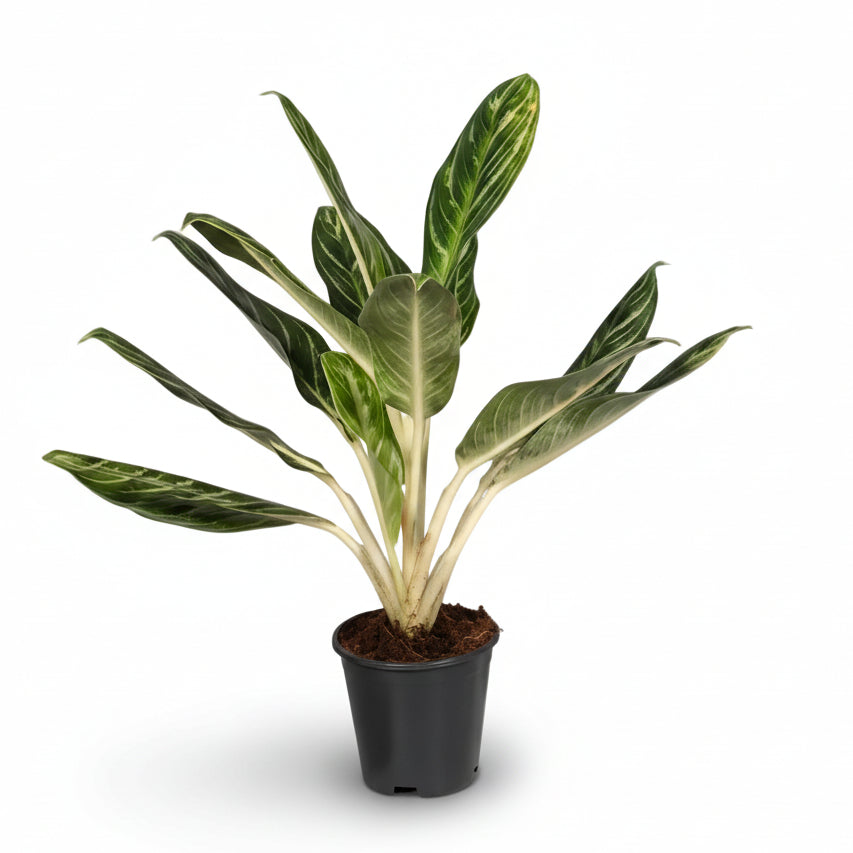 Aglaonema &