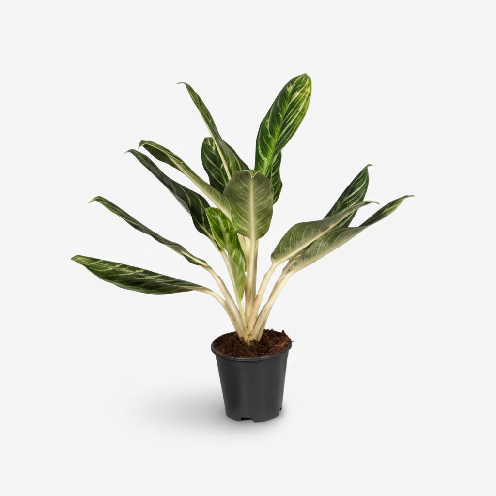 Aglaonema &
