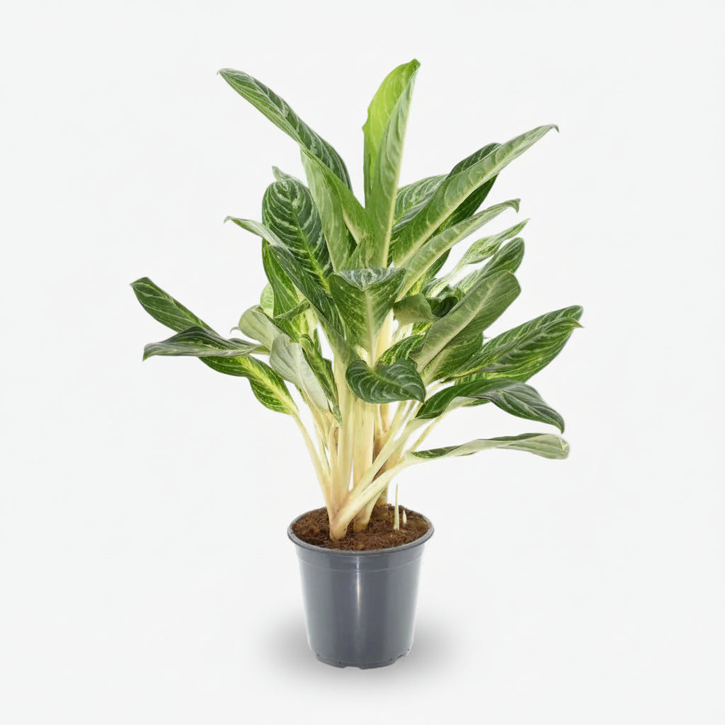 Aglaonema &