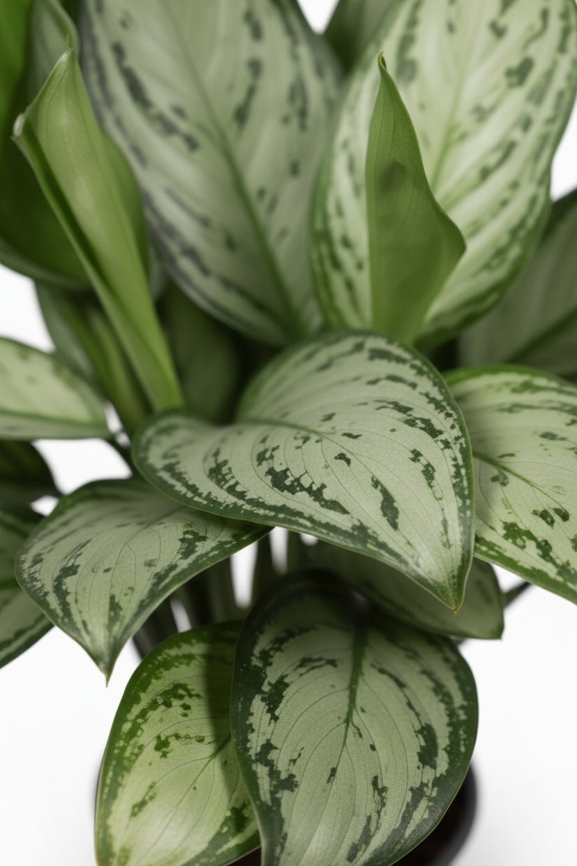 Aglaonema Maria Christina (Pianta cinese) - H40 cm | Vaso Ø14 cm - Verdeia - 2