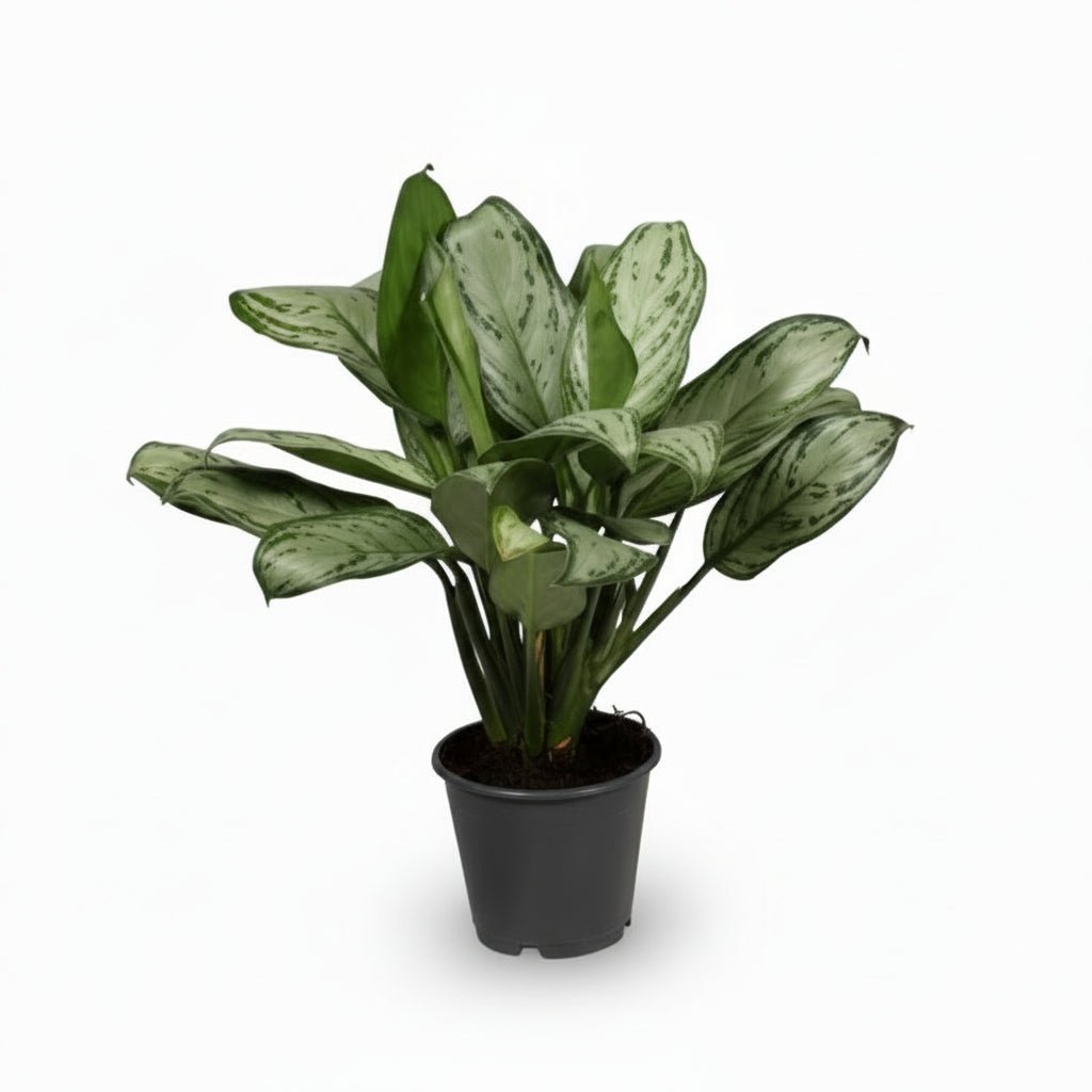 Aglaonema Maria Christina (Pianta cinese) - H40 cm | Vaso Ø14 cm - Verdeia - 1
