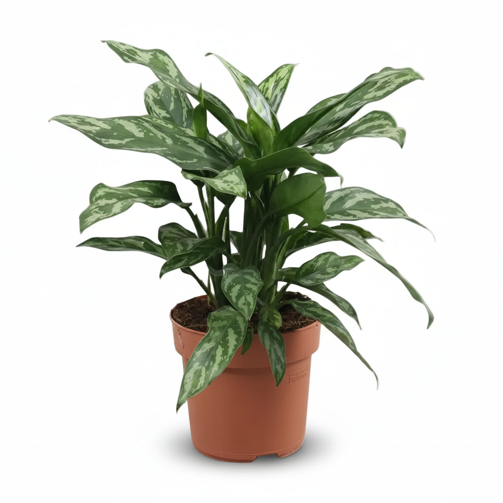 Aglaonema Maria (Chinese Plant) - Verdeia - 6