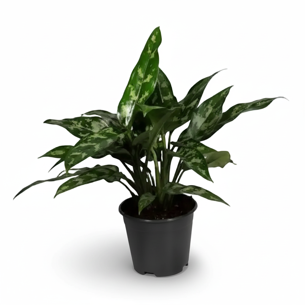 Aglaonema Maria — Silver Aglaonema — Ø14 cm — H40 cm - Verdeia - 1