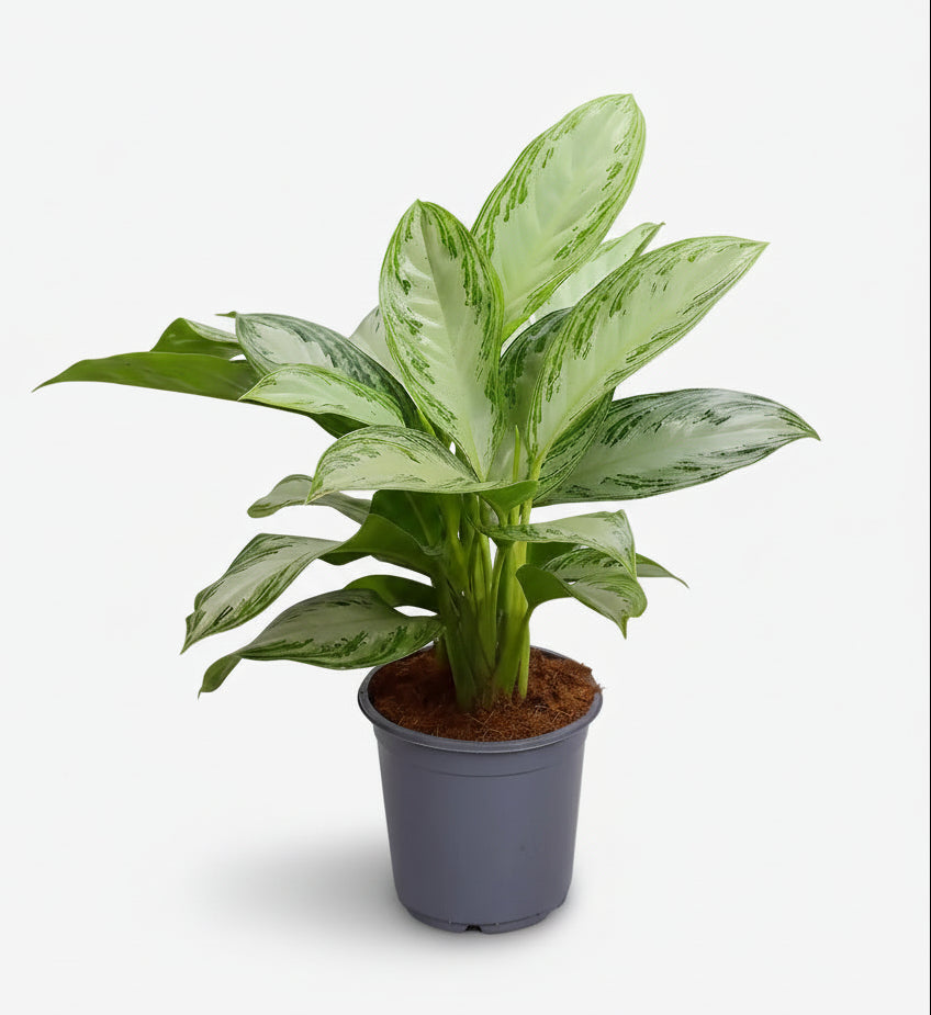 Aglaonema Silver Bay — Planta china — Evergreen chino - Verdeia - 6