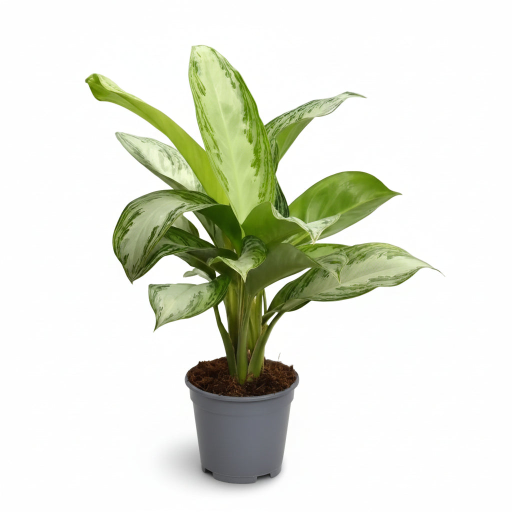 Aglaonema Silver Bay — Plante chinoise — Chinese Evergreen - Verdeia - 1