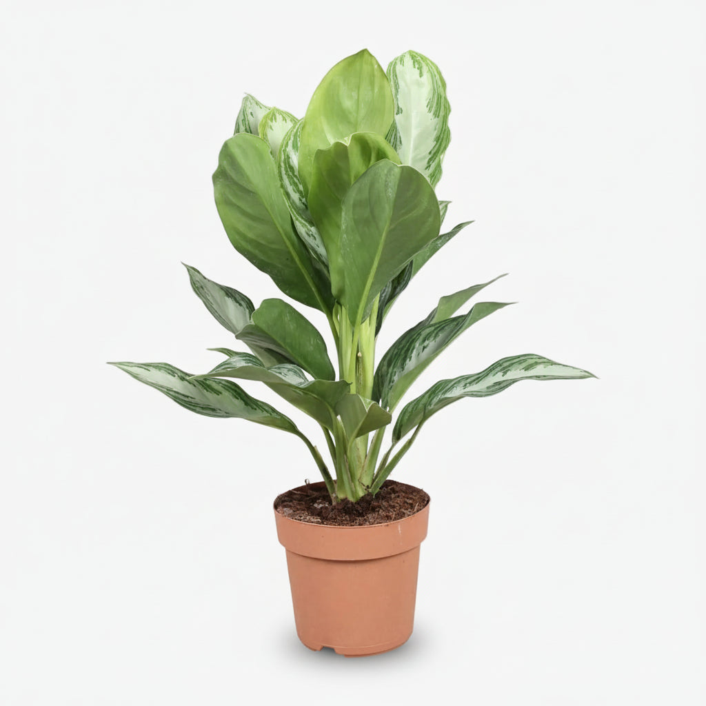 Aglaonema Silver Bay — Planta china — Evergreen chino - Verdeia - 5