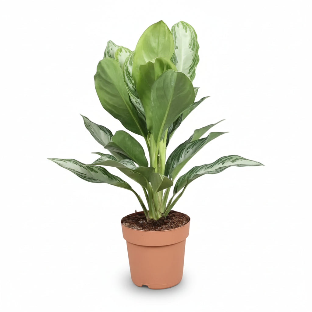 Aglaonema Silver Bay — Plante chinoise — Chinese Evergreen - Verdeia - 5