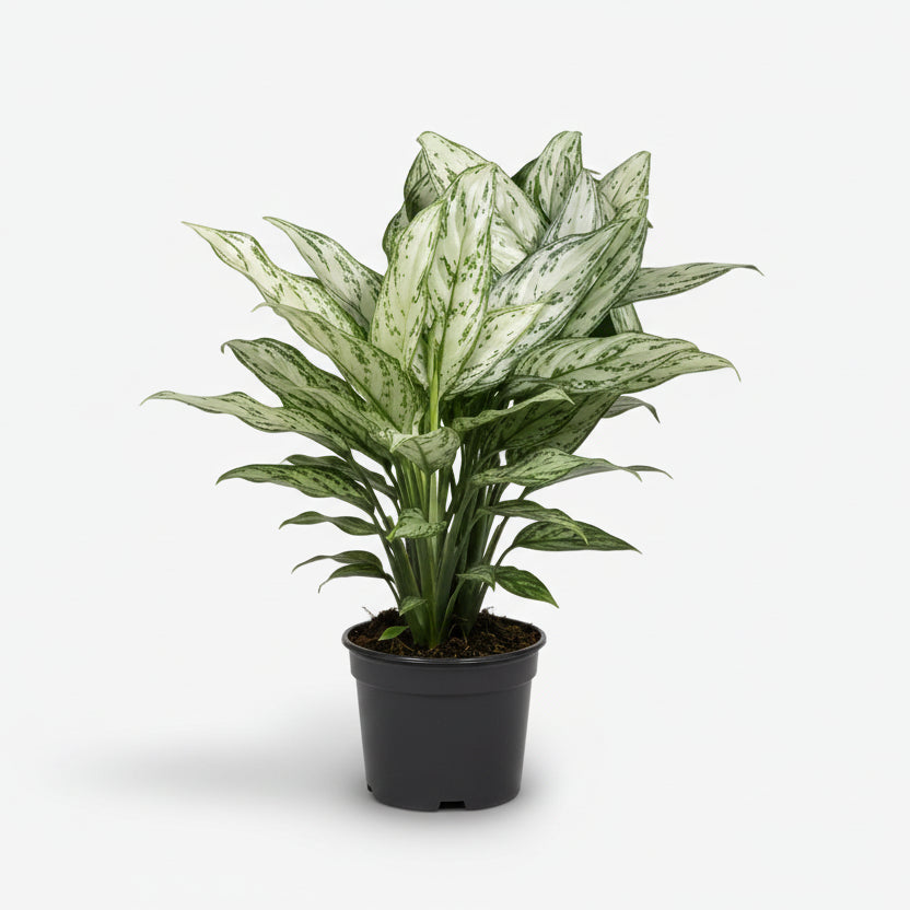 Aglaonema Silver Queen — Planta china — Ø14 cm — H45 cm - Verdeia - 1