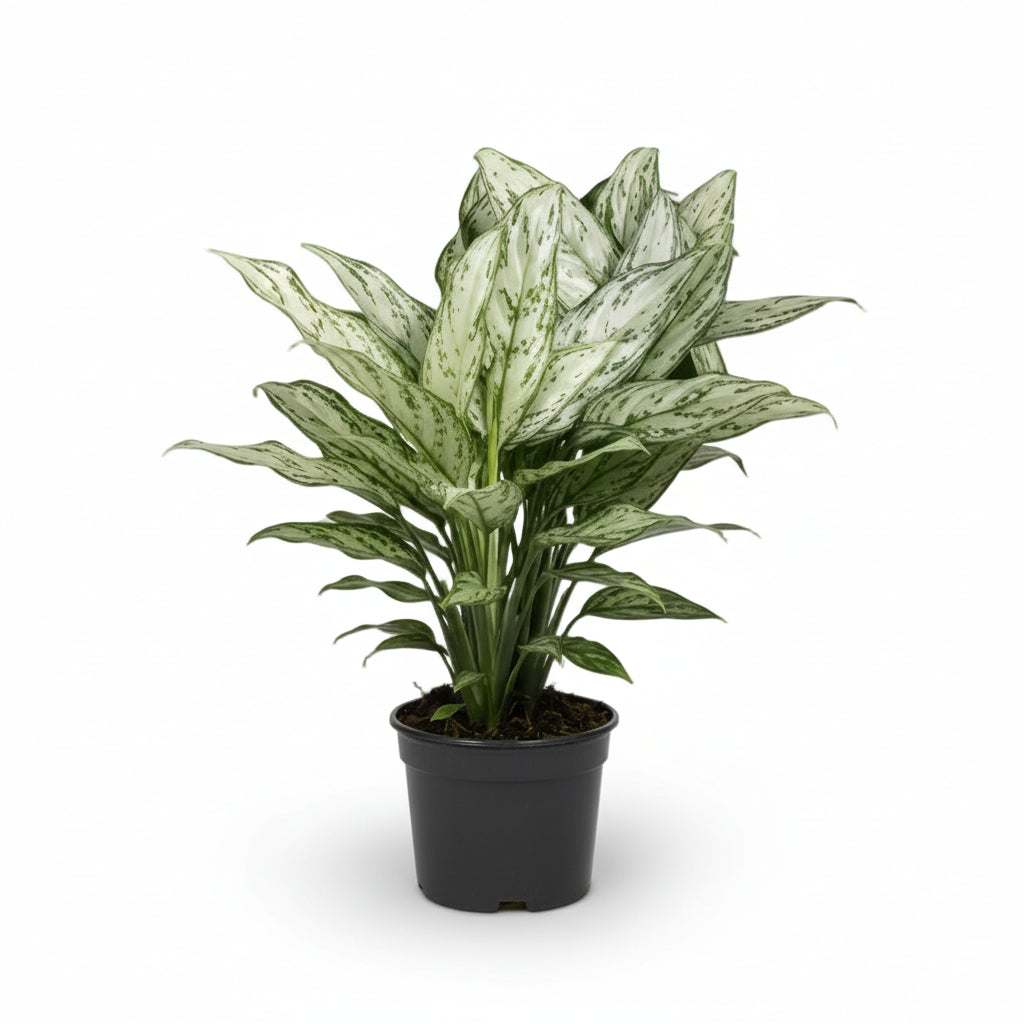 Aglaonema Silver Queen — Kinesisk plante — Ø14 cm — H45 cm - Verdeia - 1