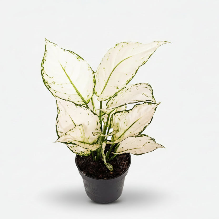 Aglaonema White Joy — Planta china — Ø12 cm — H35 cm - Verdeia - 1