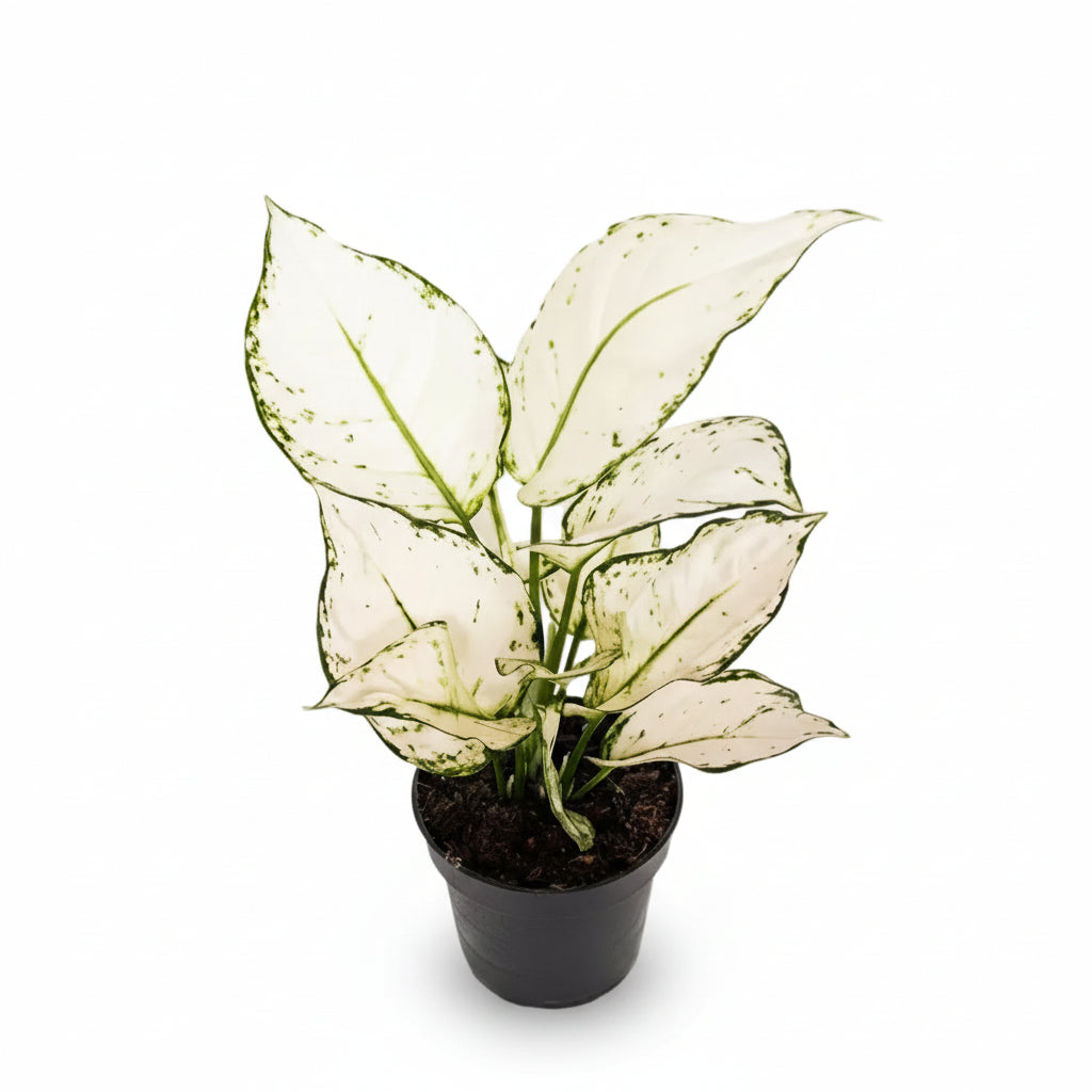 Aglaonema White Joy — Čínská rostlina — Ø12 cm — H35 cm - Verdeia - 1