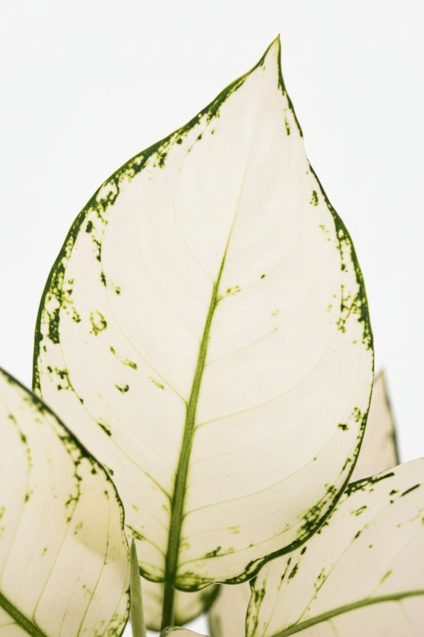 Aglaonema White Joy — Planta china — Ø12 cm — H35 cm - Verdeia - 2