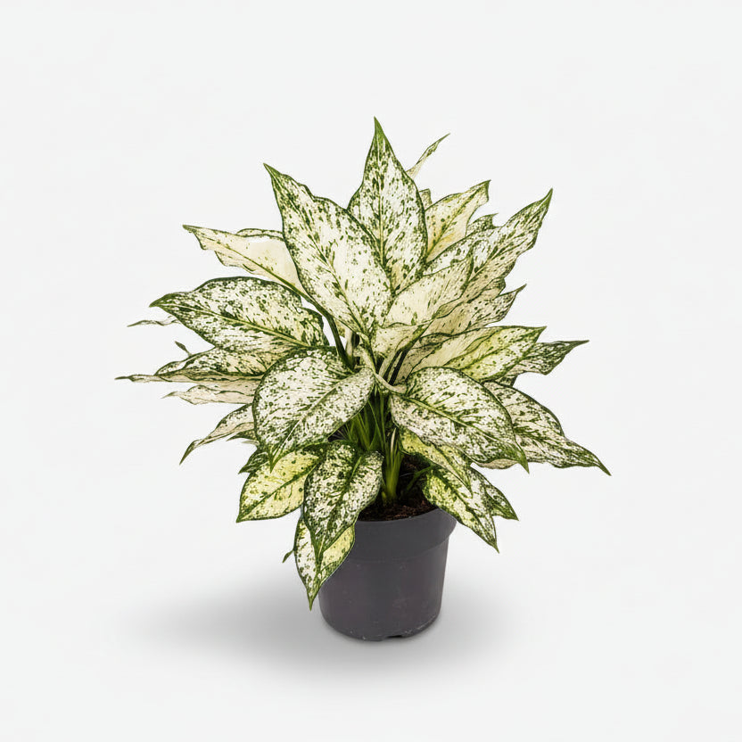 Aglaonema White Kiwi — Planta china sobre fondo blanco
