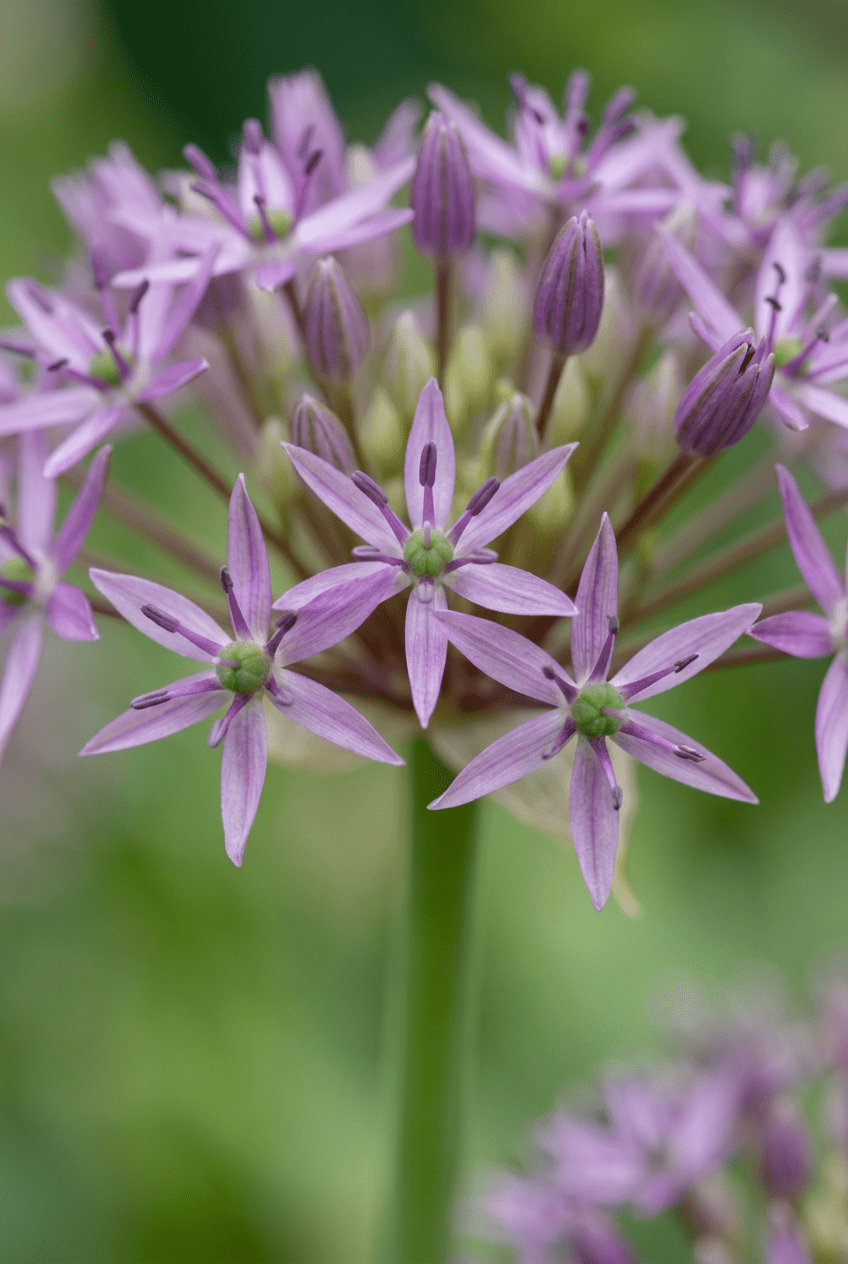 Ajo estrellado de Persia (Allium christophii) — Bulbos calibre 10/12 - Verdeia - 1