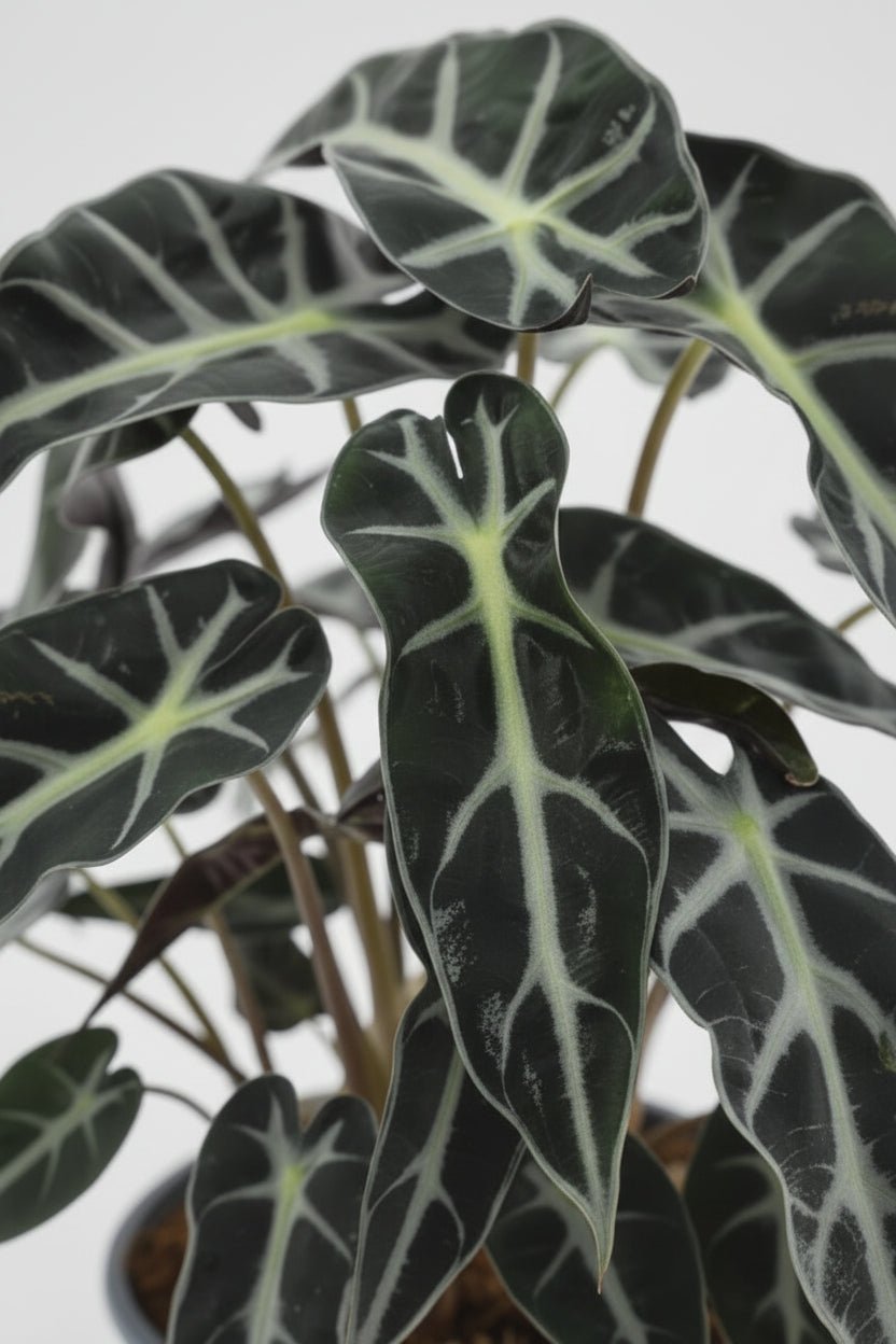Close-up van het blad van de Alocasia Bambino Arrow — Olifantsoor