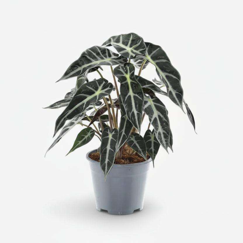 Alocasia Bambino Arrow — Olifantsoor in zijn grijze pot op een witte achtergrond