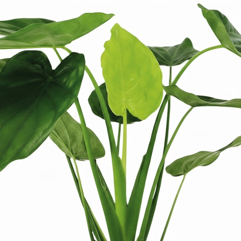 Alocasia cucullata – Oreille d’éléphant tropicale - Verdeia