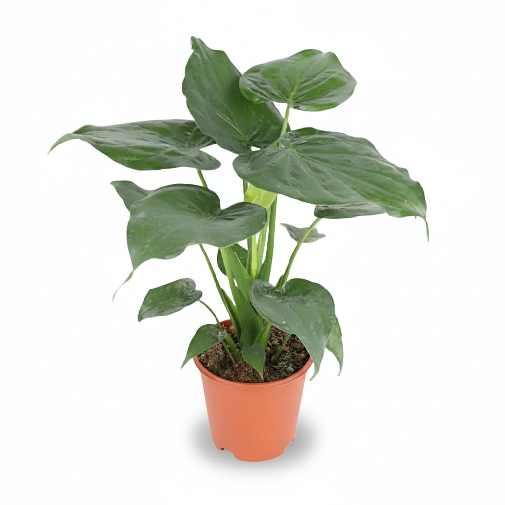Alocasia Cucullata — Oreja de elefante - Verdeia - 1